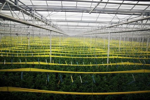 荷兰无敌农业为何“惜败”寿光？一场农业模式的逻辑对决