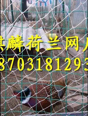 【供应麒麟荷兰网厂冷镀锌荷兰网*麒麟荷兰网公司宗旨】价格,厂家,图片,金属网,安平县麒麟金属网厂-
